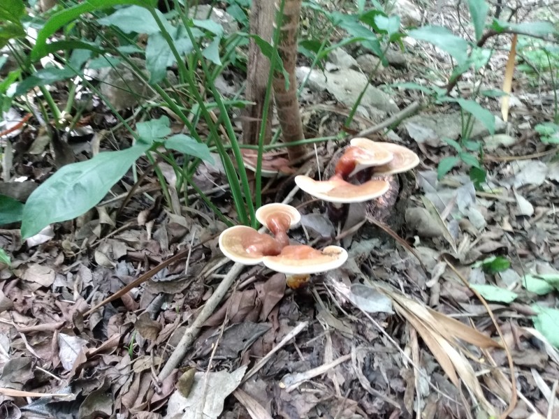 Hongos de campo, un peligro