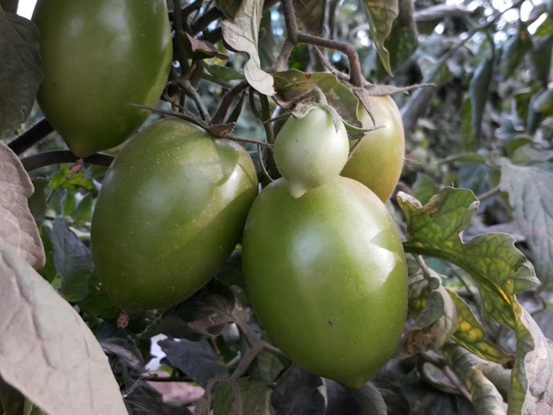Horticultores en Guasave esperan cerrar temporada con resultados favorables