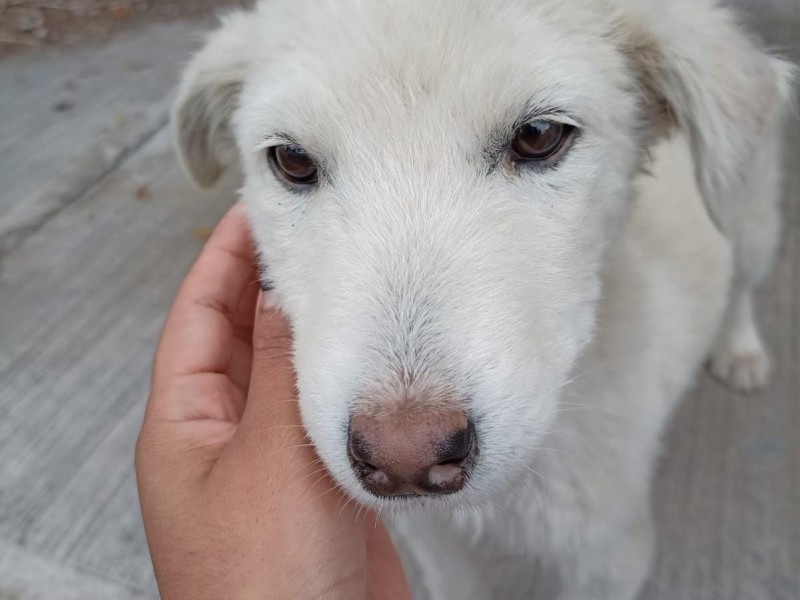 Hospital de mascotas previsto para 2024