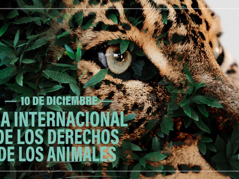 Hoy, día internacional de los Derechos de los Animales
