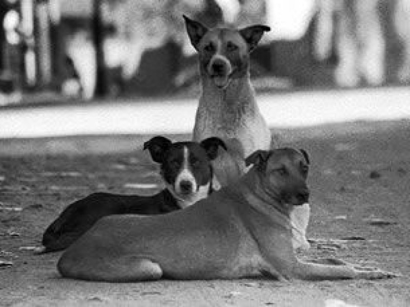 Hoy es el Día Internacional del Animal sin Hogar