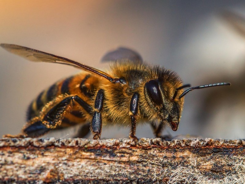 Hoy es el Día Mundial de las Abejas ¡Cuidémoslas!