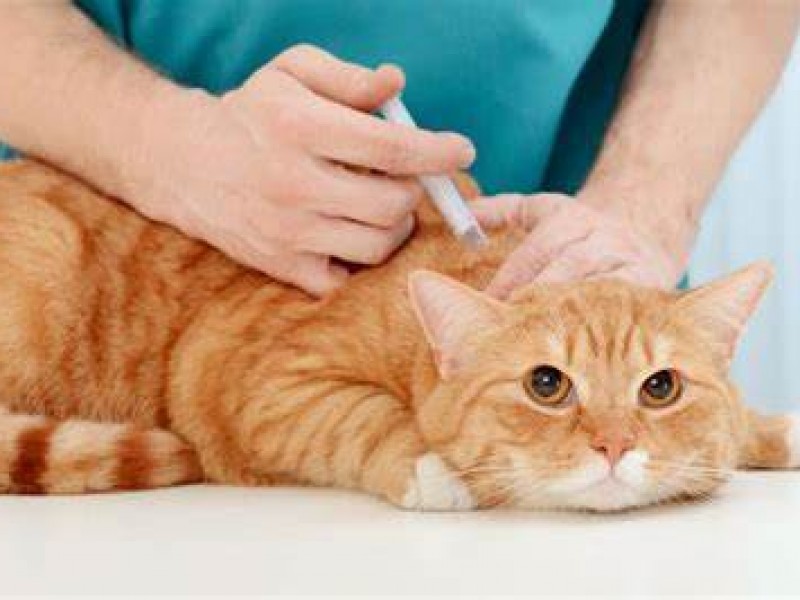 Hoy hay jornada de vacunación de mascotas en las Golondrinas