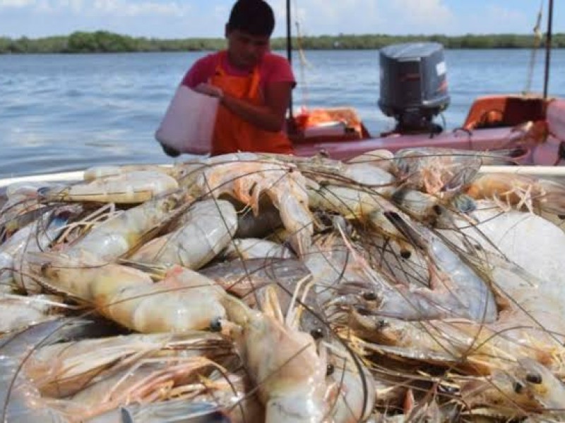 Hoy inicia veda de camarón en Nayarit y otros estados