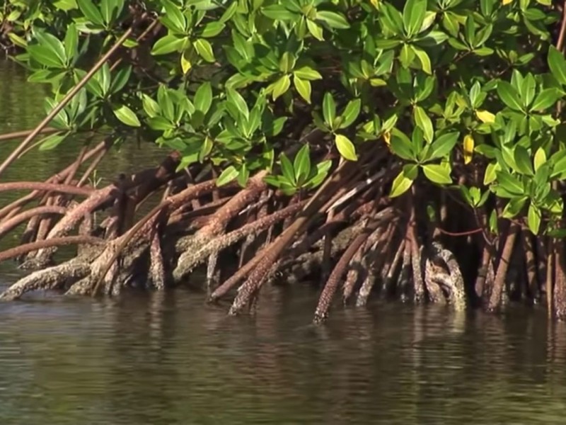 Hoy más que nunca se protege el mangle en Ixtapa-Zihuatanejo