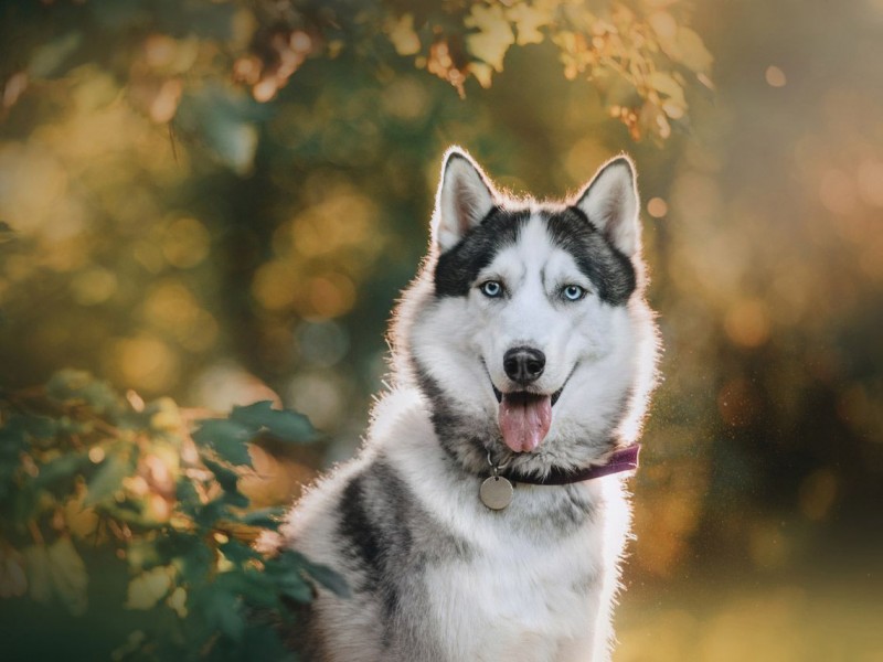 Hoy se celebra el Día Mundial del Perro