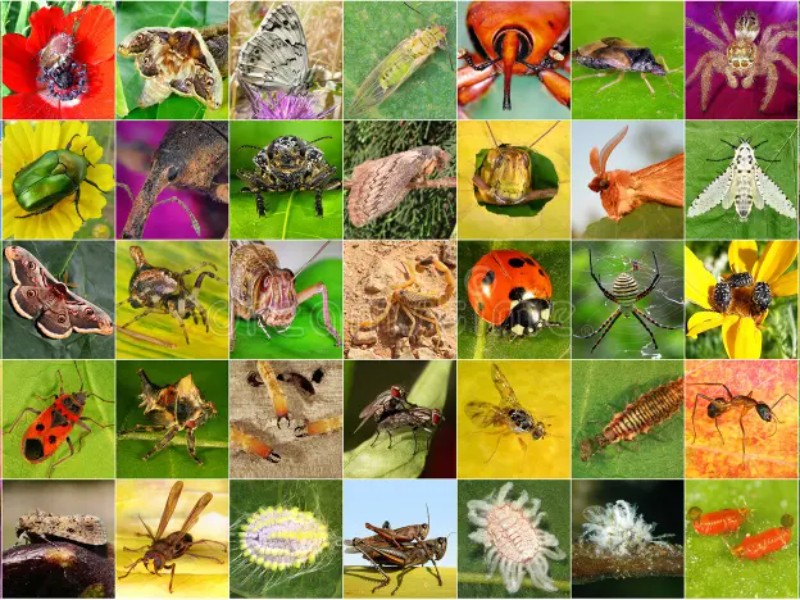 Huatulco, paraíso de insectos y tesoro de biodiversidad biológica