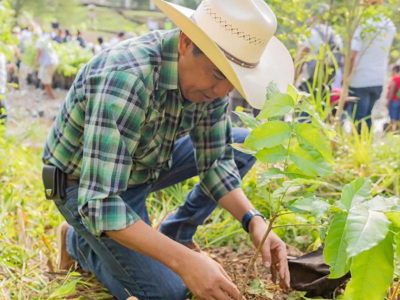 Huatulco planta 600 árboles para proteger las riberas del río