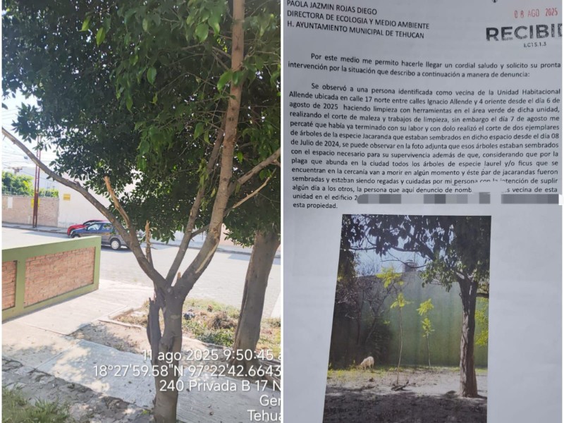 Hubo derribo de arboles y denuncia en Unidad Allende: Ecología