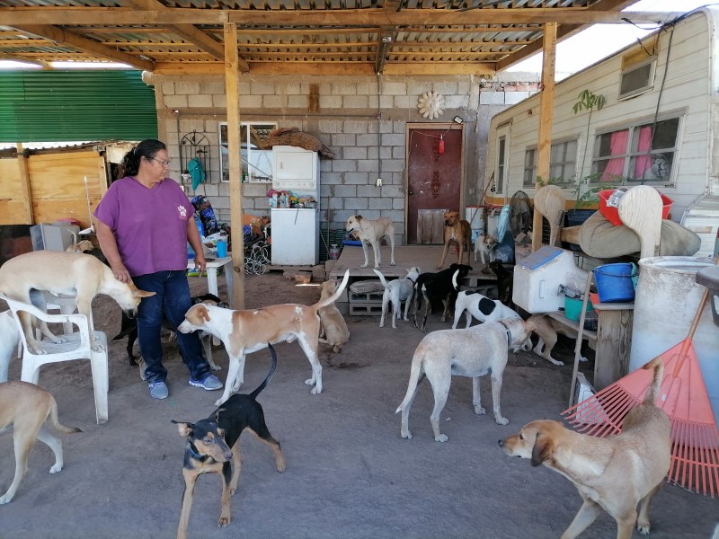 Huellas de ángel da hogar a mas de 100 perros