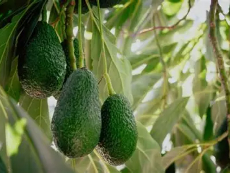 Huertas de aguacate invaden tierras comunales