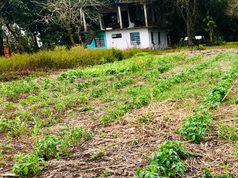 Huertos de traspatio dan sustento alimenticio a familias