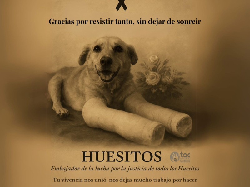 Huesitos: perrito rescatado tras ataque, murió de cáncer