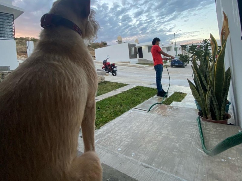 Humanos y mascotas propensos a golpes de calor