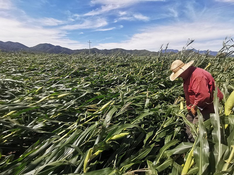 Huracanes dañaron 10 mil hectáreas de cultivos en Jalisco