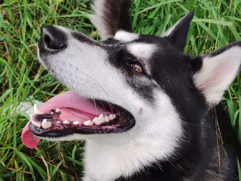 Husky.. víctimas de abandono y maltrato por desinformación