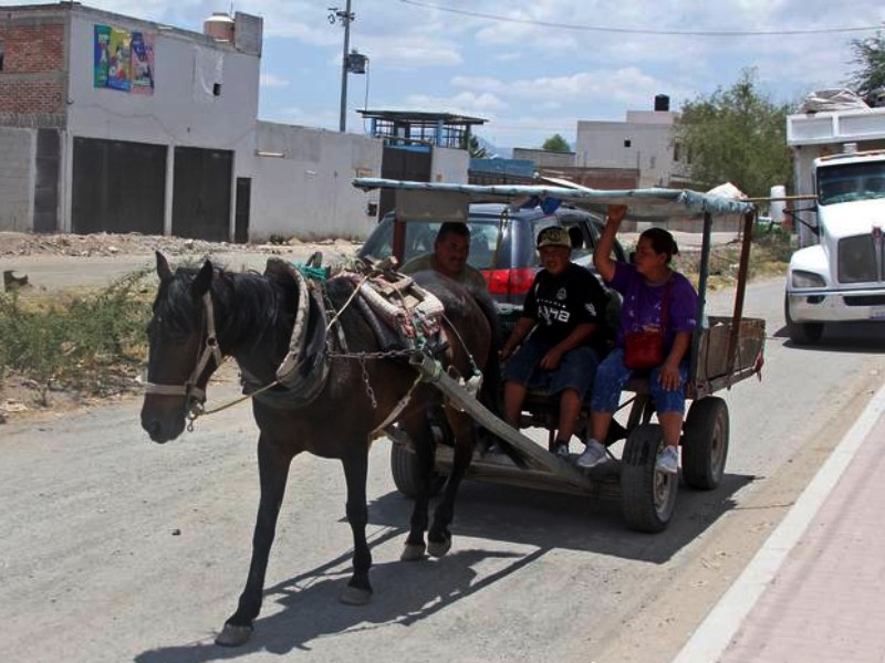 Identifican a 52 personas que utilizan animales para tirar carretas