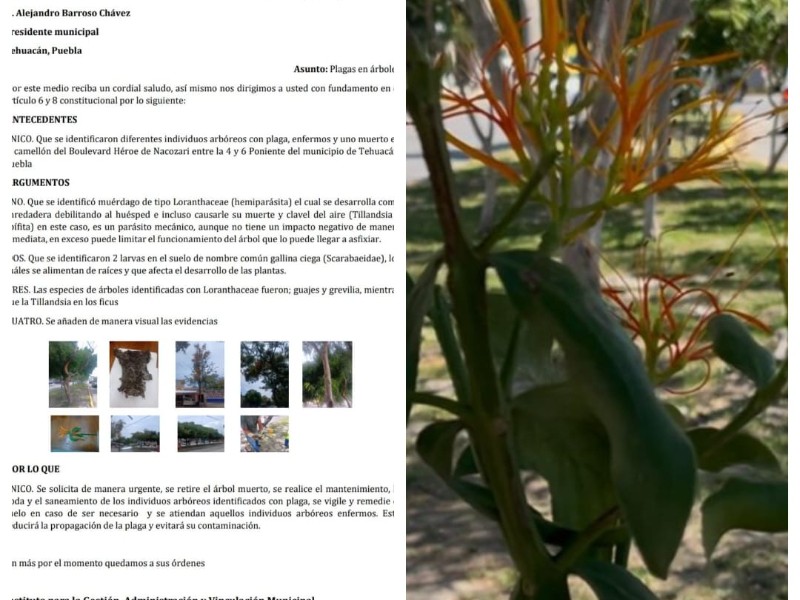 IGAVIM: Muérdago en Panteón Municipal de Tehuacán; 12 árboles contagiados