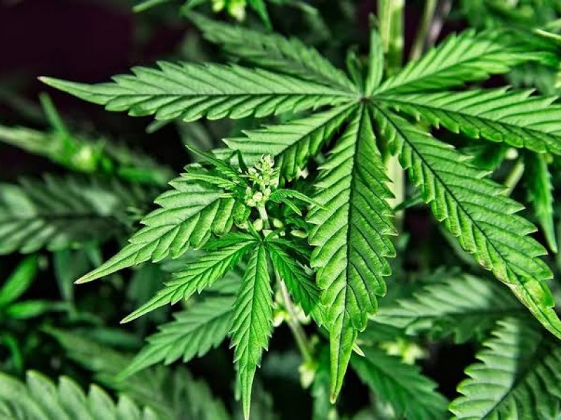 Iglesia de Xalapa se opone a legalización de la cannabis