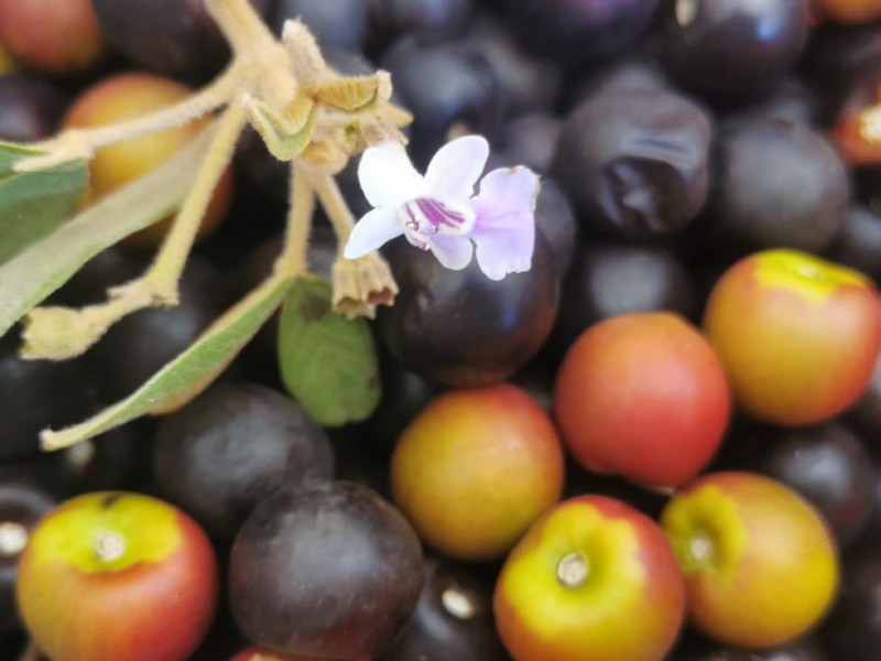 Igualama, árbol frutal con propiedades medicinales