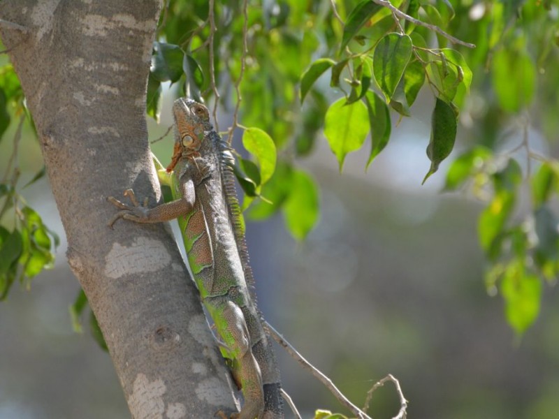 Iguana verde, especie con sobrepoblación en Jardín Botánico