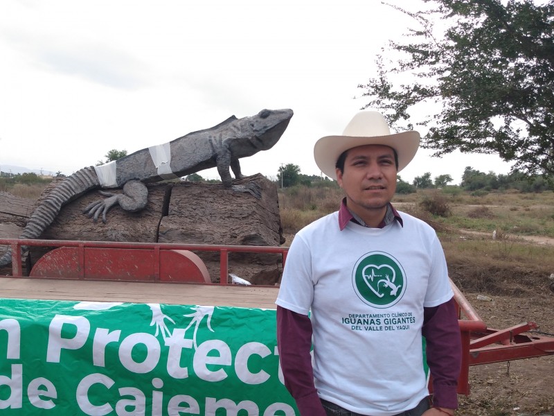 Iguanas gigantes de Cócorit, sufren de extraña enfermedad