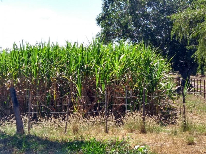 Imades no puede sancionar por quema de caña