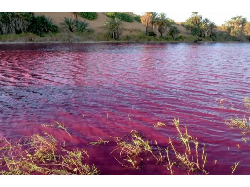 Estanque se tiñe de rojo cerca del mar Muerto MEGANOTICIAS