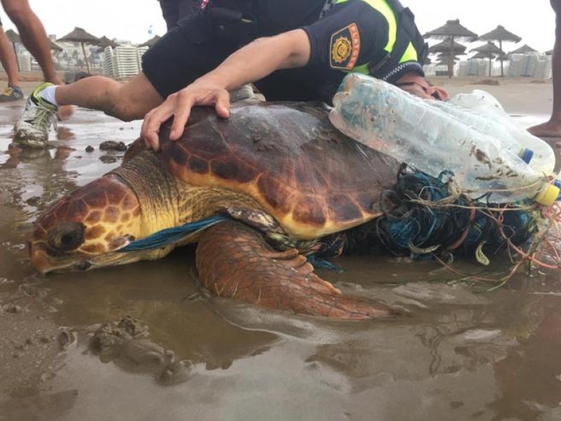 Impacta plásticos a tortugas marinas, el 35% consume desperdicios