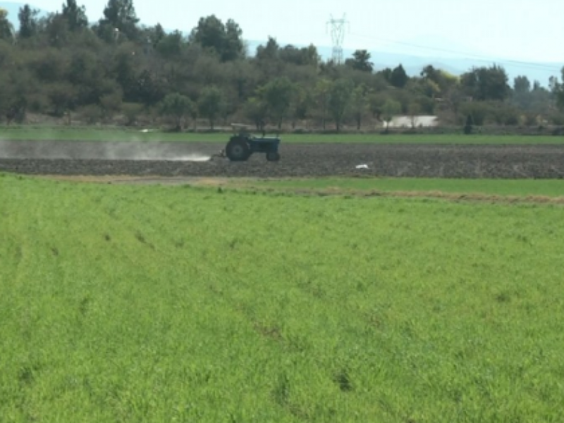 Impacta precio del dólar a agricultores guanajuatenses