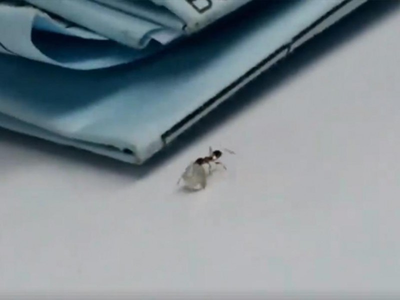 Video: Impactante robo hormiga