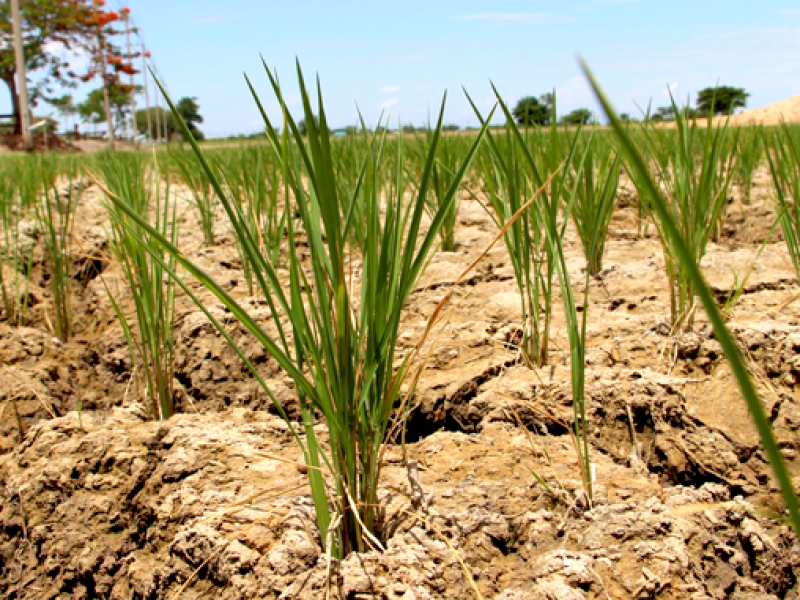 Impacto del cambio climático en el campo