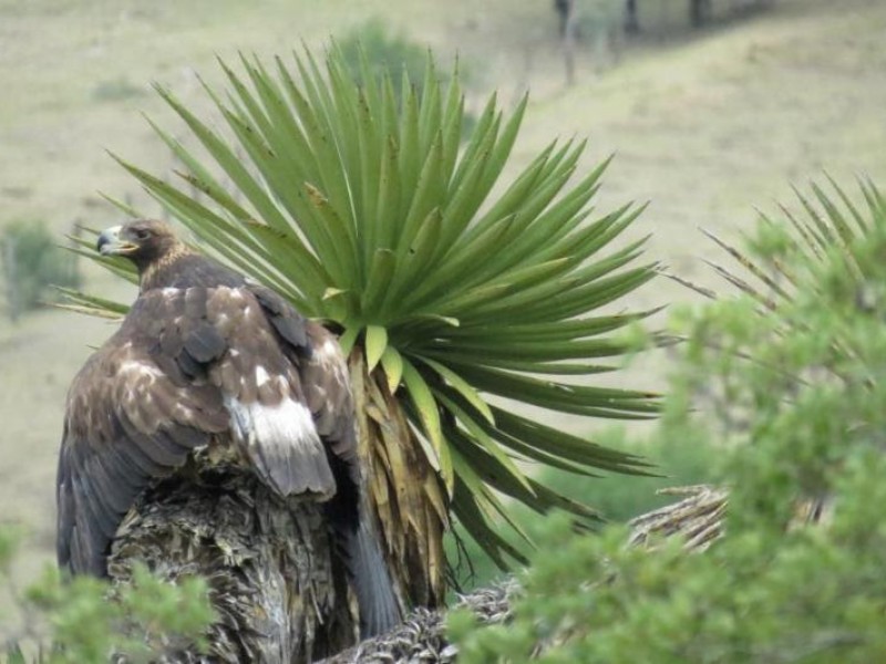 Implementan acciones de protección del águila real