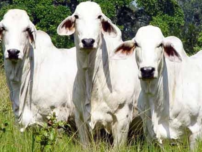 implementan campaña nacional contra tuberculosis y brucelosis bovina