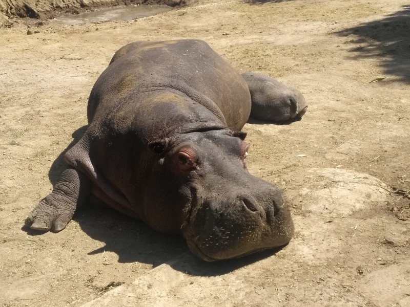 Implementan medidas por calor en el Zoológico Zacango