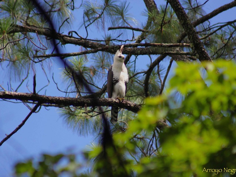 Implementan plan de conservación del Águila de Penacho