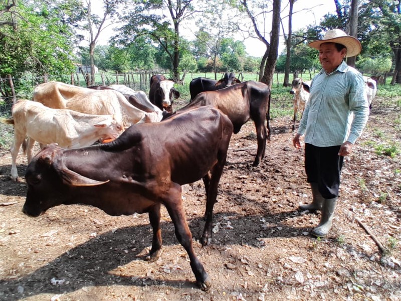 Implementan plan emergente contra el gusano barrenador del ganado