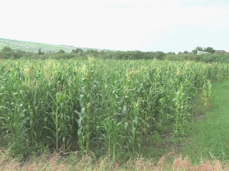 Implementarán parcelas libres de agroquímicos en región Ciénega