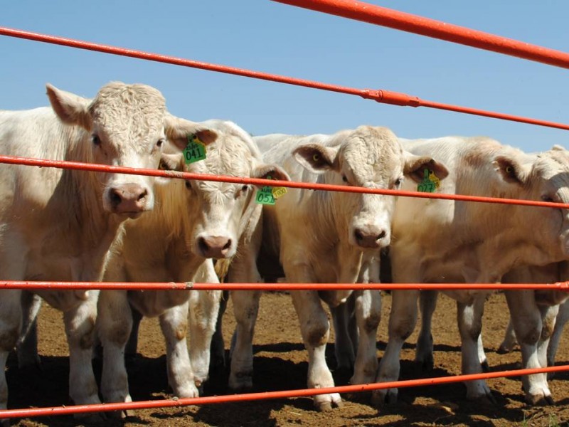 Importación de ganado Argentino no representa riesgo
