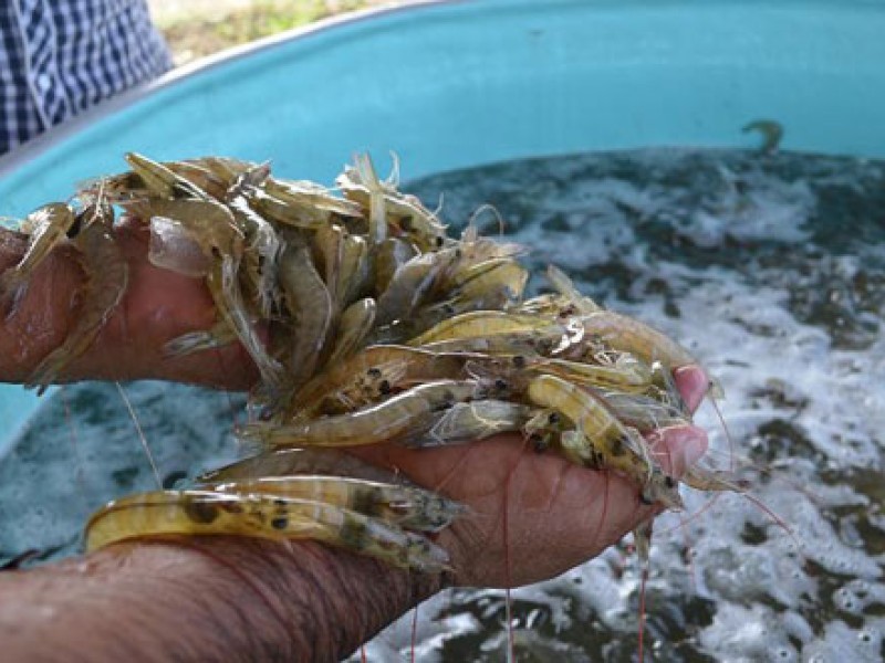 Importaciones de camarón desploma precios