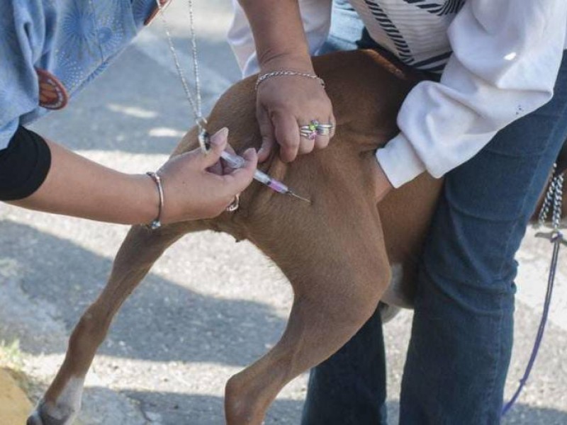 Importante no bajar la guardia contra la rabia canina