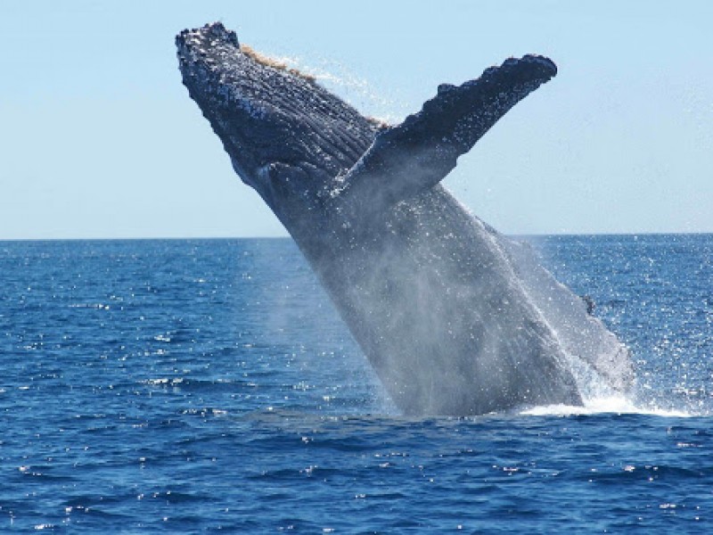 Impresionante avistamiento de ballenas de aleta en San Carlos