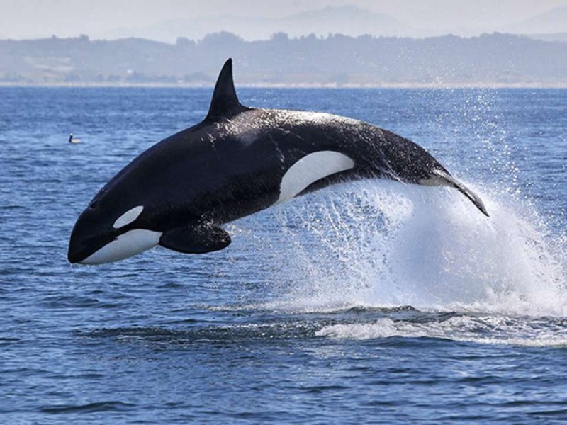 Impresionante avistamiento de orcas en San Carlos