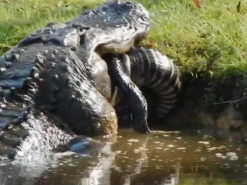 ¡Impresionante! Enorme cocodrilo devora a otro de casi dos metros