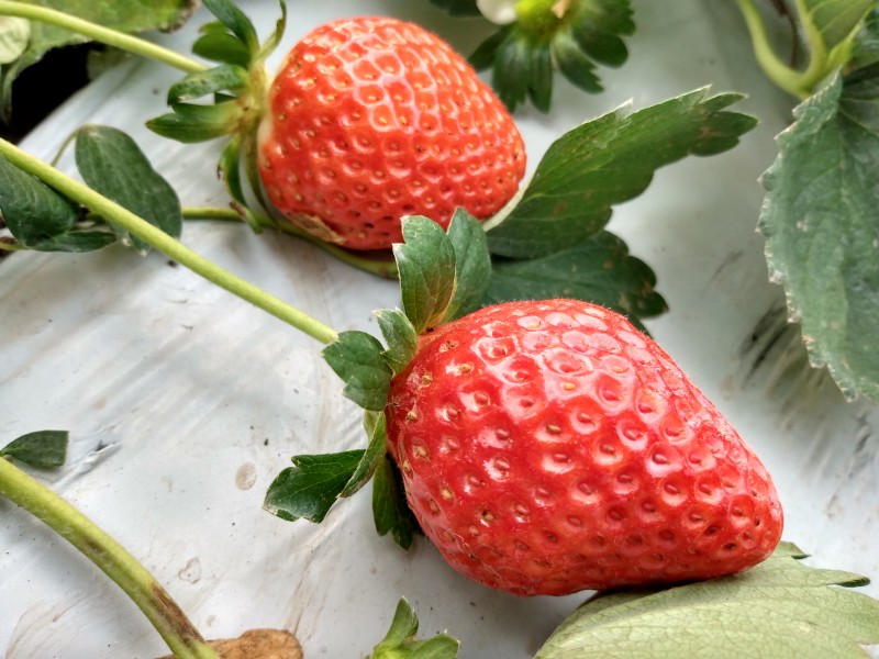 Impulsa región Zamora producción sustentable de frutillas