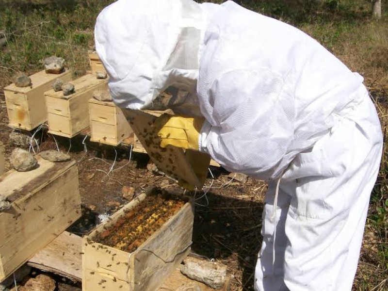 Impulsan apoyos para apicultores de Jacona