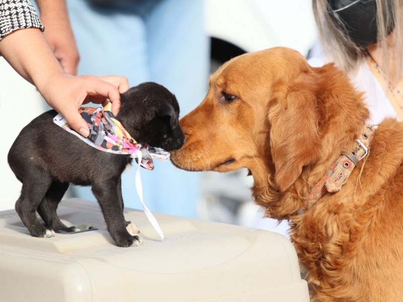 Impulsan campaña de esterilización gratuita en Morelia