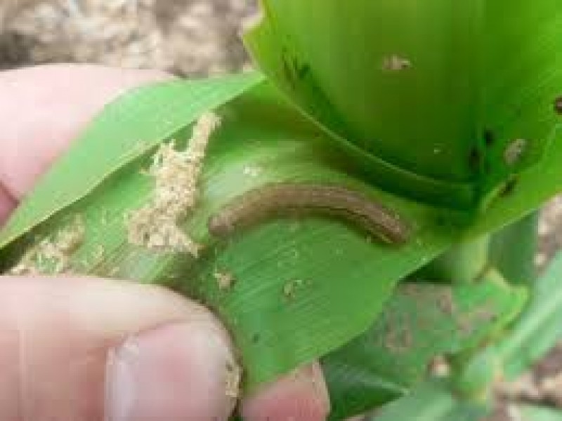 Impulsan control de plagas de gusano en cultivos locales