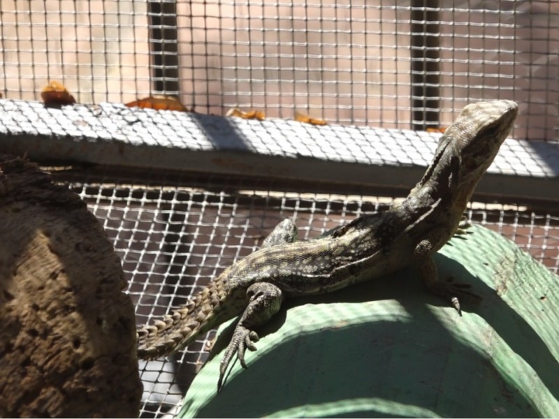 Impulsan la preservación de la iguana Oaxacana, especie del Istmo