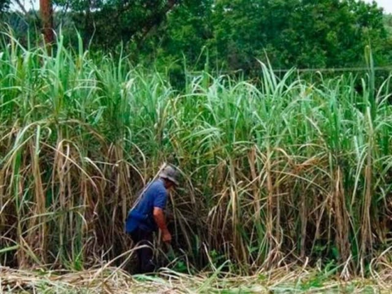 Impulsan producción de caña en Sinaloa con entrega de fertilizantes
